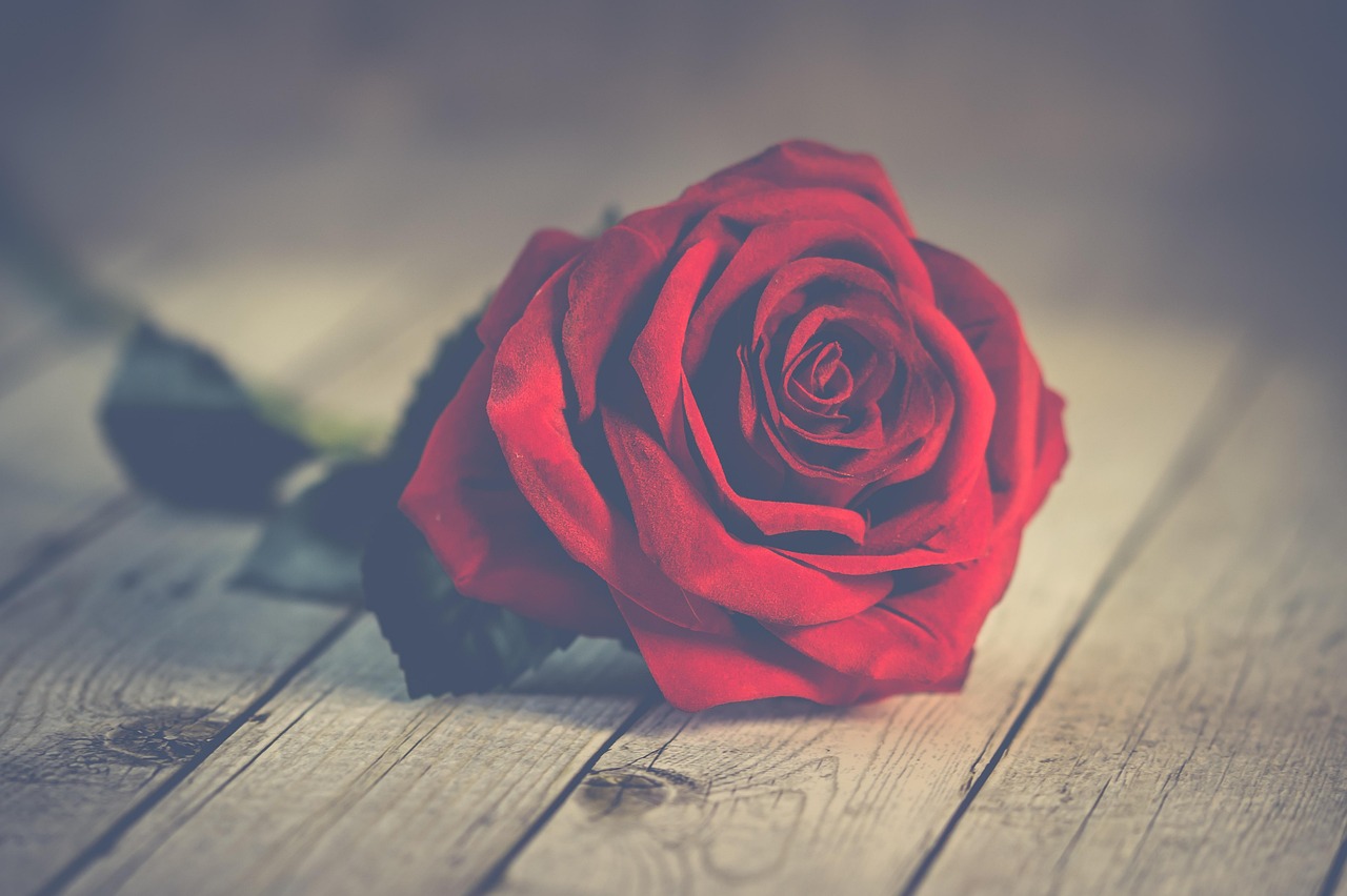 DIY Rose and Amyris Body Oil: A Soft Woody Floral Recipe